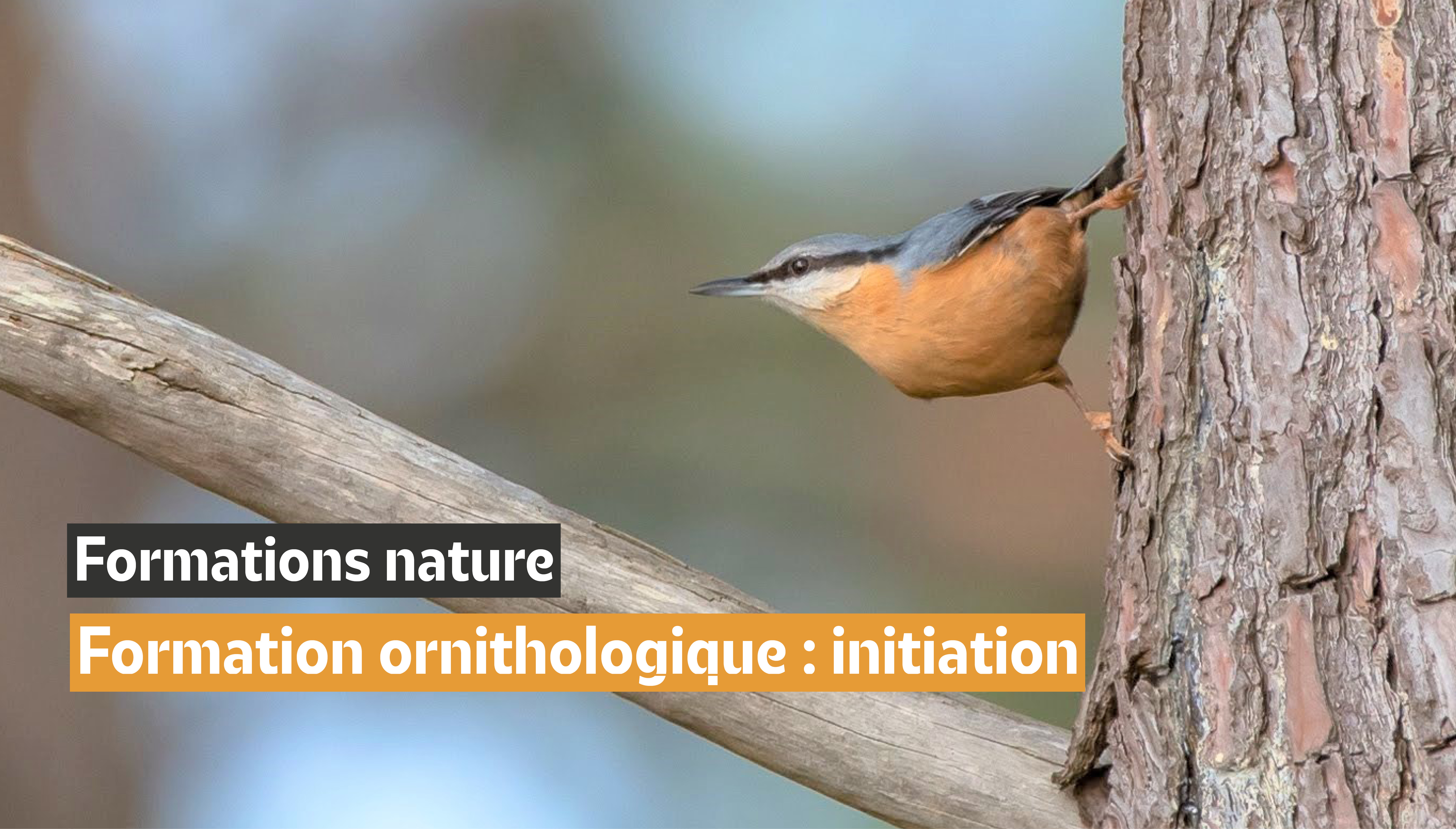 Formation ornithologie : initiation